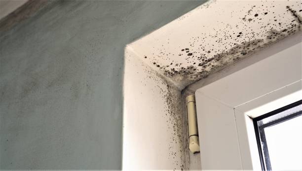 Reliable Boswell, PA Mold Removal Solutions